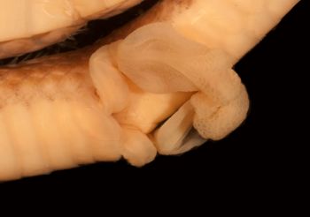 Media type: image;   Herpetology R-46508